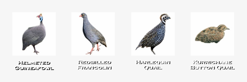 Guineafowl, Francolin And Quail - Stock Dove, transparent png download