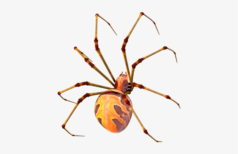 Picture - Spider Modelling, transparent png download