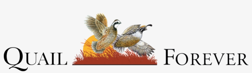Quail, transparent png download