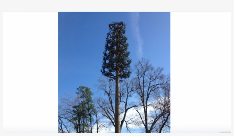 Proposed 'monopine' Tower To Improve Cell Signals Near - Pond Pine, transparent png download