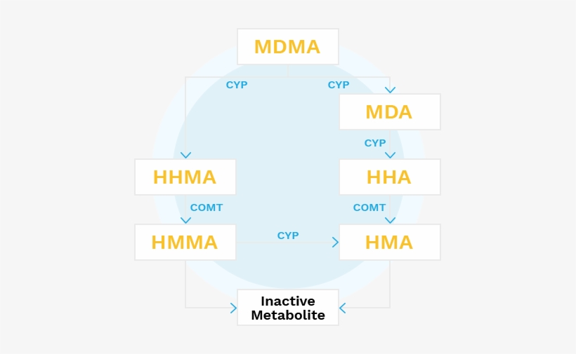 In 1982, The Dea Stated That The Agency Would Outlaw - Diagram, transparent png download