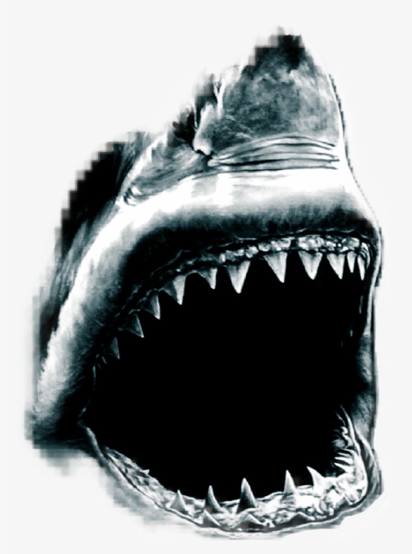 0 Replies 0 Retweets 1 Like - Vintage Tropical Sea Life Terrible Shark Throw Pillow, transparent png download