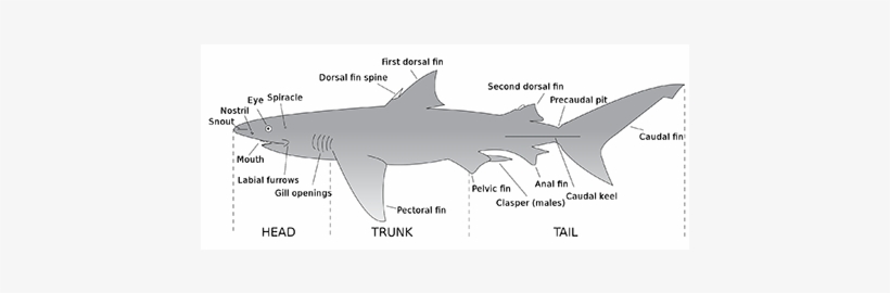 Shark Internal - 1-1 - Parts Of A Shark, transparent png download