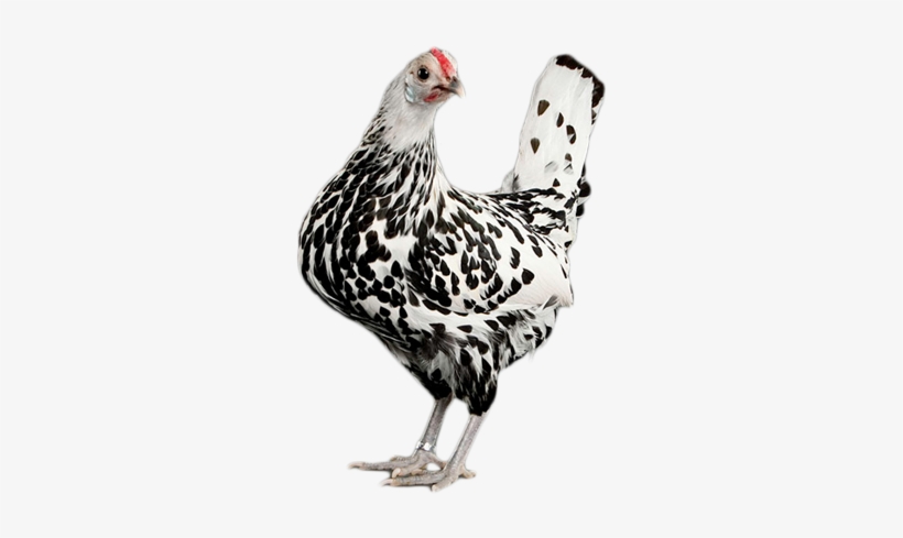 Chicken As Food, transparent png download