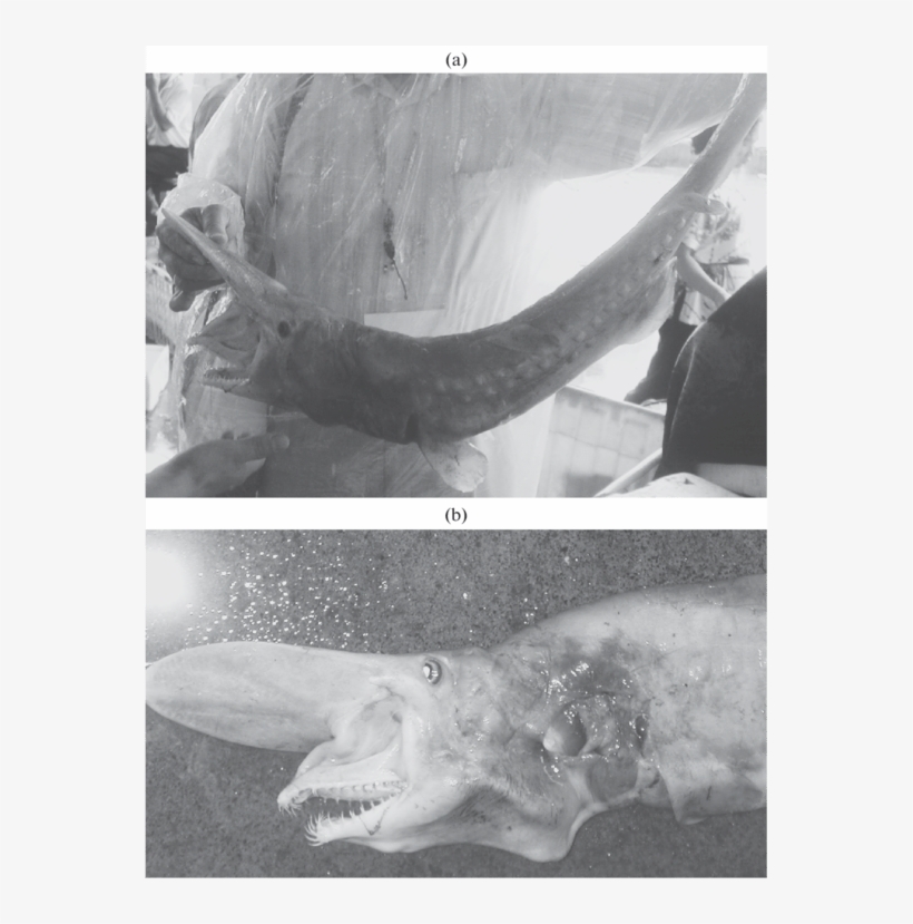 Goblin Shark, Mitsukurina Owstoni, Found In Tashi Fish - Goblin Shark, transparent png download