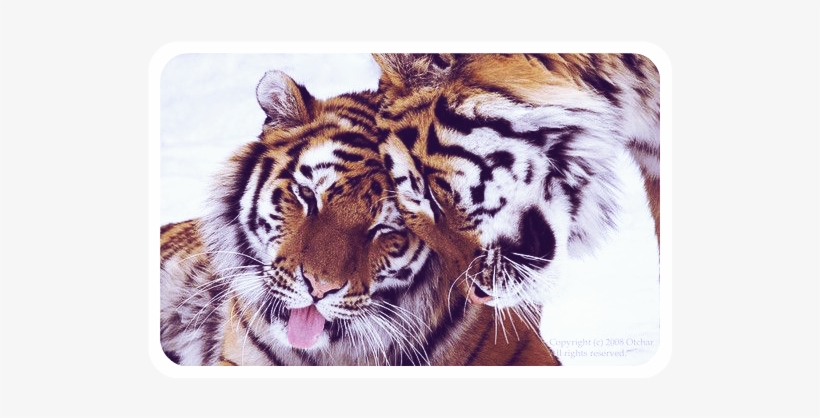 Cute Tigers - Tiger Nuzzling, transparent png download