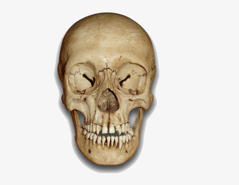 Skeleton Head Png File - Human Skull Front Png, transparent png download