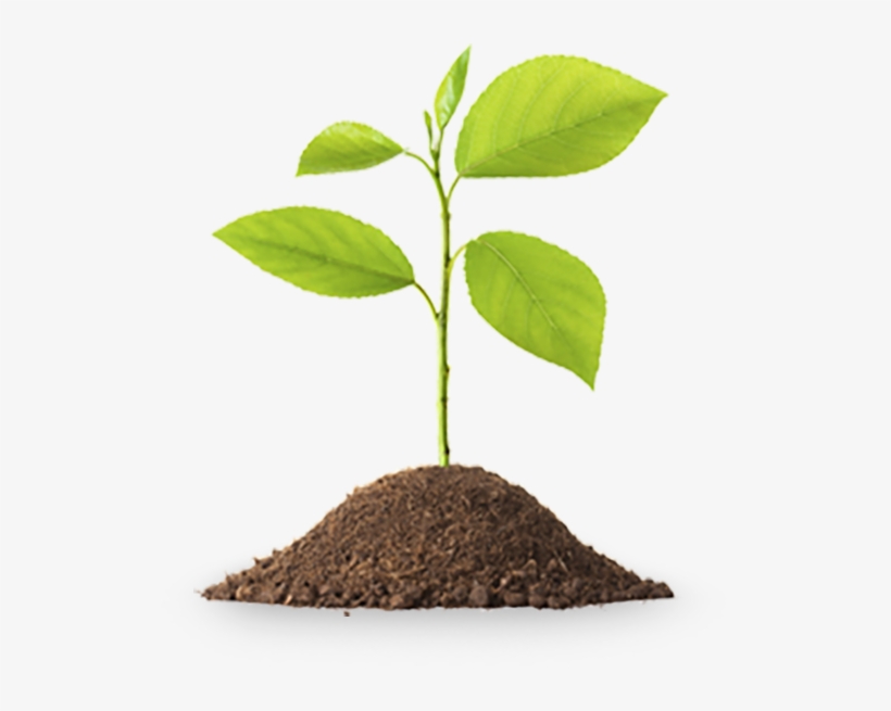 After Garden Planning Season, Spring Arrives, And It's - Matthew Leonard Louder Than Words Art Of Catholic Living, transparent png download