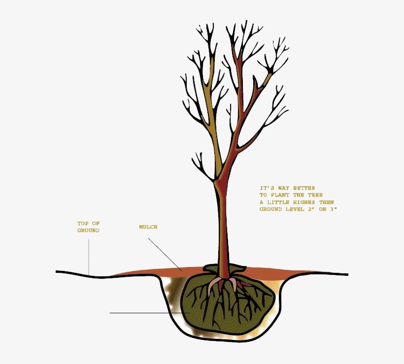 Tree-copy100 - Researcher, transparent png download