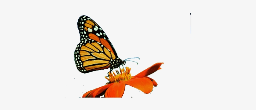 Monarch Outline - Dirty Gardener Bloodflower Tropical Milkweed Flowers:, transparent png download