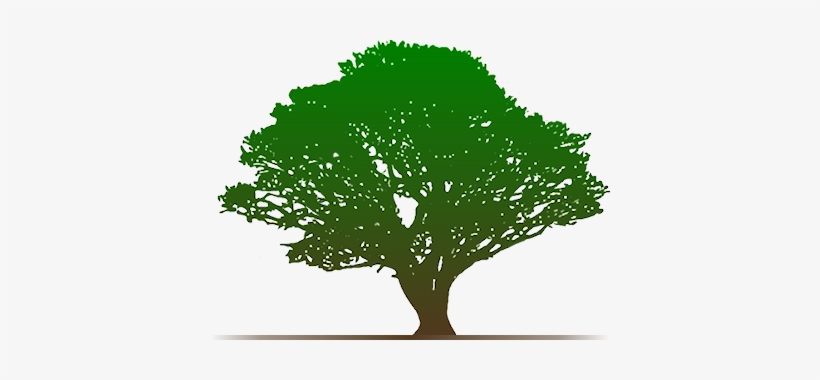 North Manatee Tree Service - Pink Trees With White Bacground, transparent png download