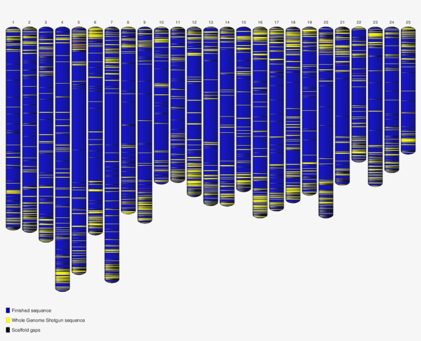 Ideogram Grcz10 - Genome Project, transparent png download
