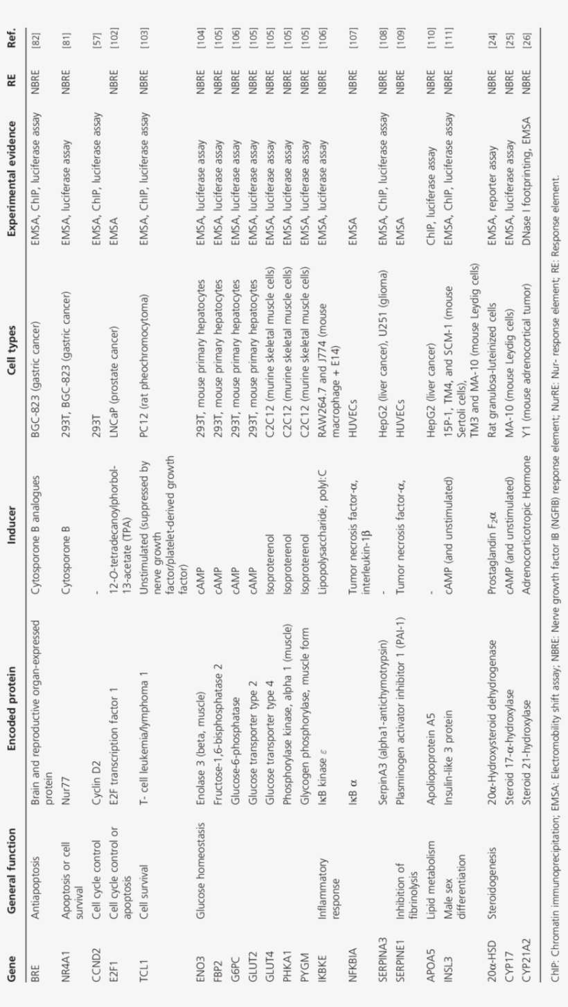 Summary Of Direct Target Genes Of Nur77 - Document, transparent png download