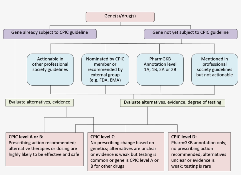 Considerations For Assignment Of Cpic Level For Genes/drugs - Level Of Prioritization, transparent png download