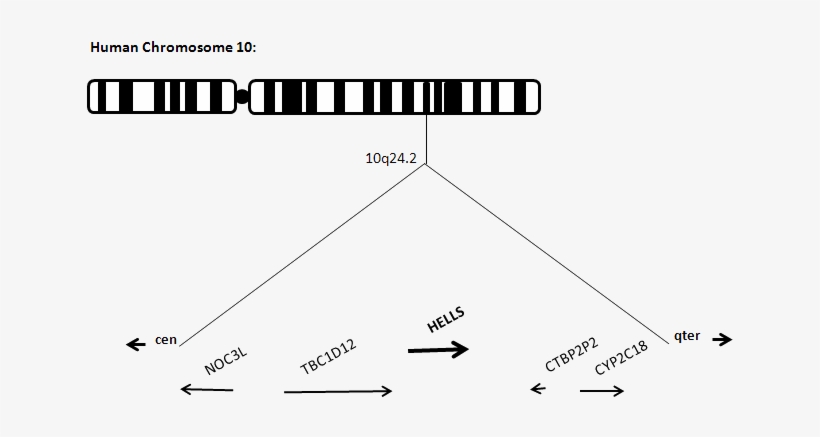 The Hells Gene Is Located On The Long Arm Of Human - Lymphoid Specific Helicase Hells, transparent png download