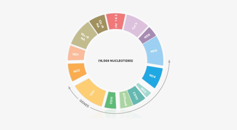 Diagram Of Mitochondrial Dna - Mitochondrial Dna Shape, transparent png download