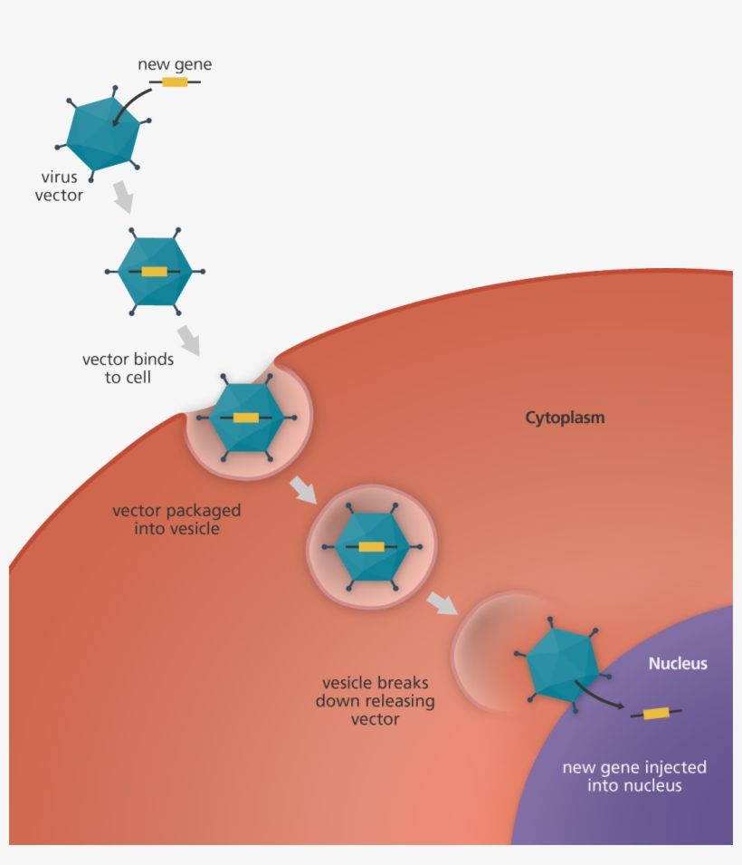 An Illustration To Show The Transfer Of A New Gene - Gene Therapy Virus, transparent png download