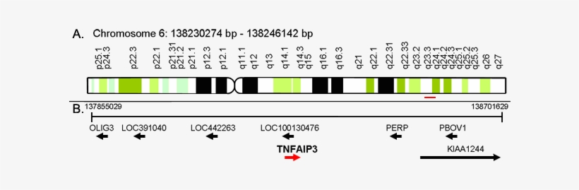 Mapping Of Tnfaip3 Gene And Local Order On Genomic - Tnf Alpha Gene Map, transparent png download