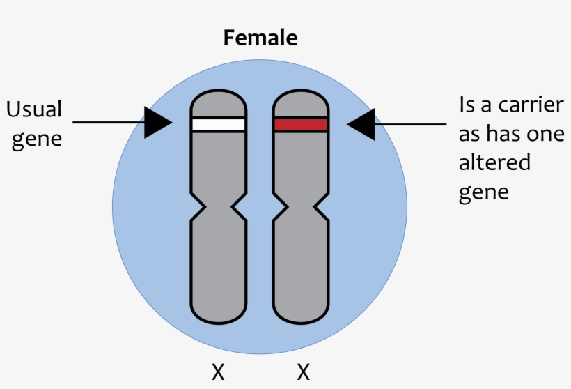 X-linked Recessive Inheritance - X Linked Chromosome, transparent png download