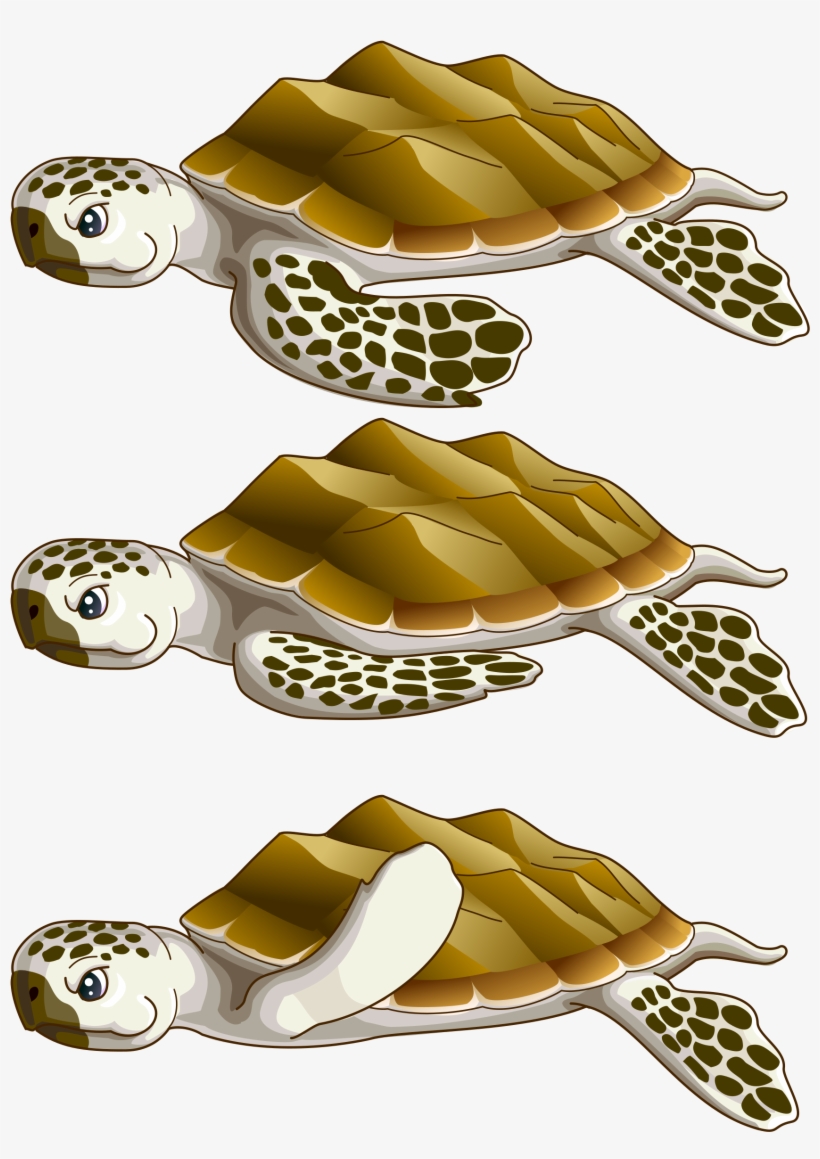 Big Image - Rùa Bien, transparent png download