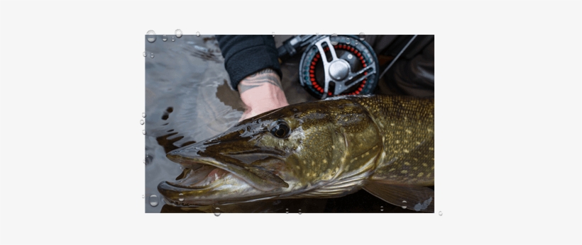 Fishing - Scotland, transparent png download