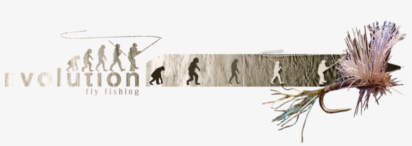 Evolution Flyfishing, transparent png download