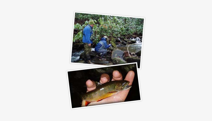 Fly Fishing, transparent png download