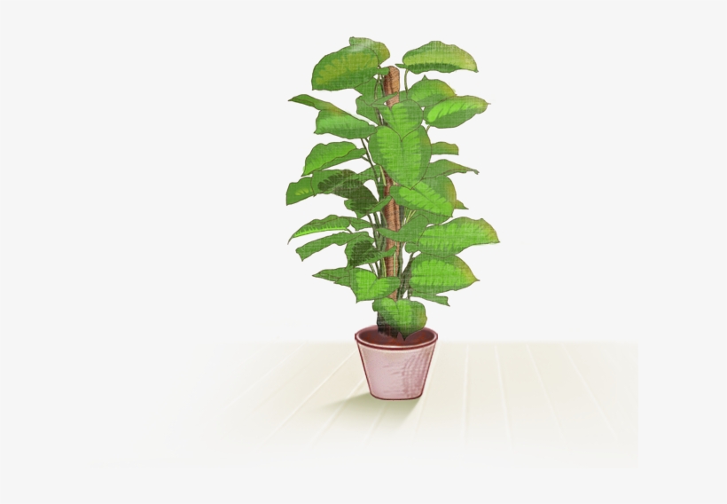 Plants, transparent png download