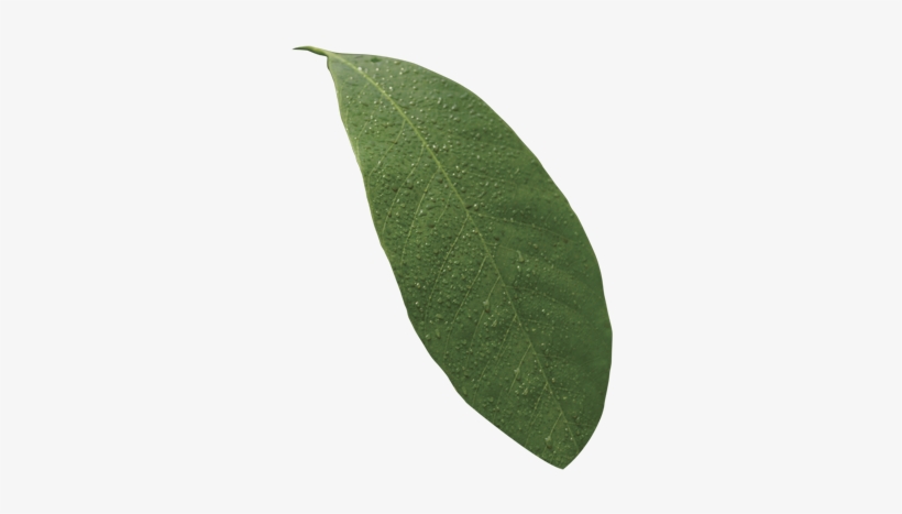 Folha Planta Png - Folha De Planta Png, transparent png download