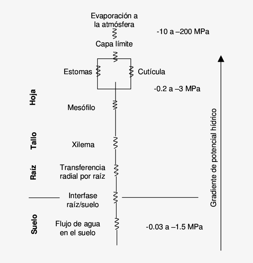 Resistencias Al Flujo De Agua En El Sistema Suelo Planta - Water, transparent png download