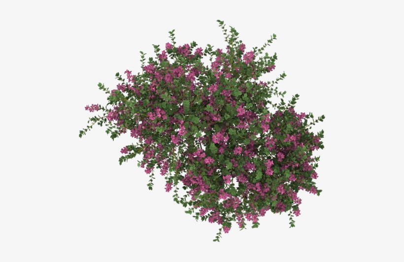 Curtido Curtir Compartilhar - Petunia, transparent png download