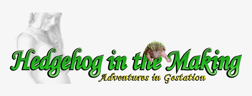 Hedgehog In The Making - Pregnancy, transparent png download