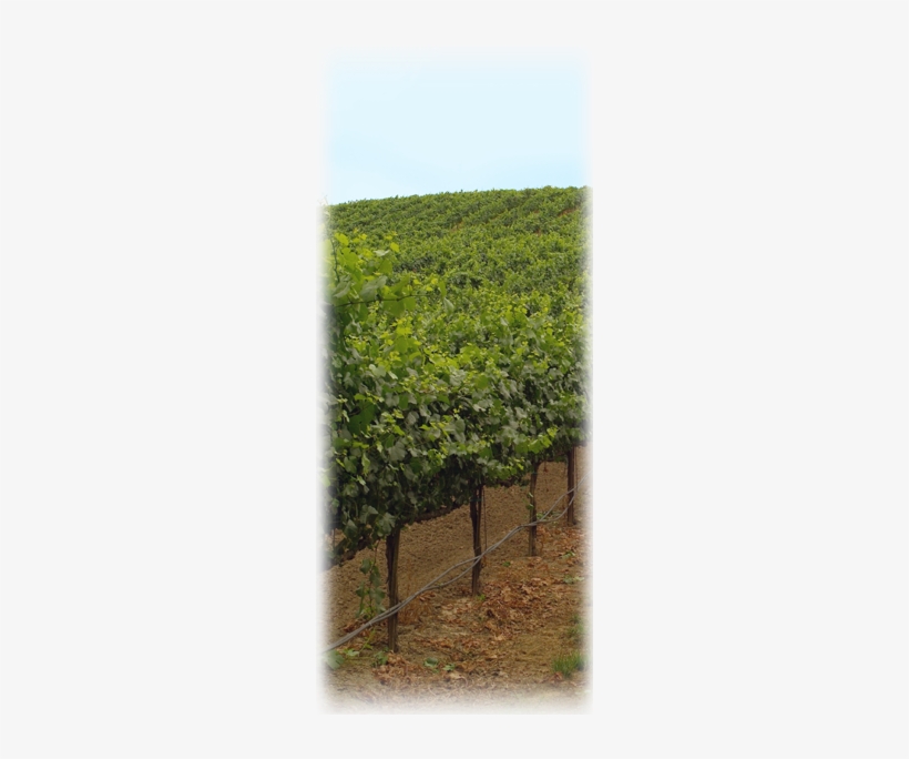 Pinot Noir - Hedge, transparent png download