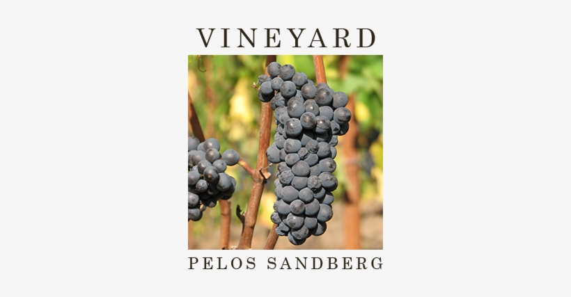 Pelos Sandberg Vineyard - Sheryl Sandberg, transparent png download