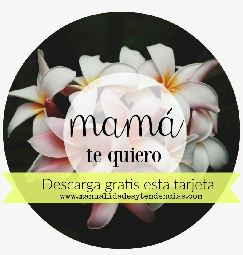 Día De La Madre - Everything I Left Behind [book], transparent png download