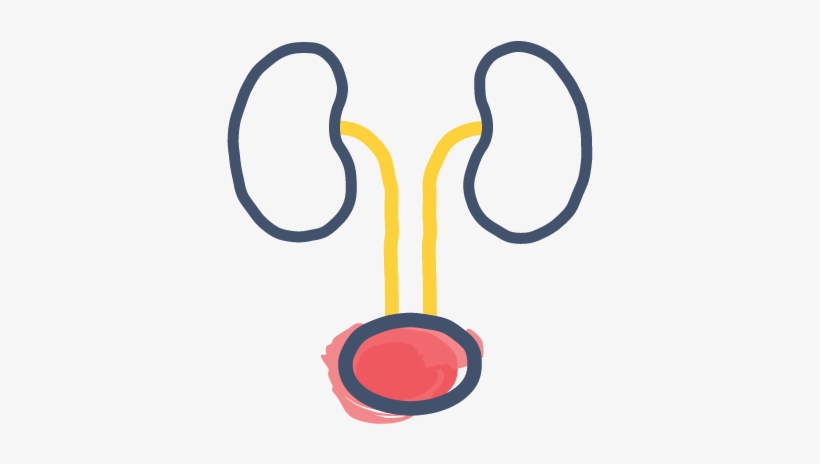 Urinary Tract Infection Antibiotics And Treatment, transparent png download