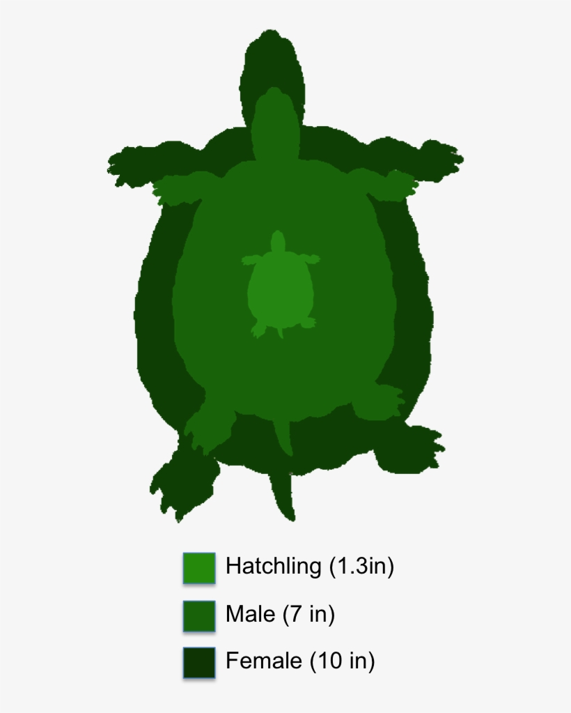 The Shaded Region Represents The Range Of The Yellow-bellied - Yellow Bellied Slider, transparent png download
