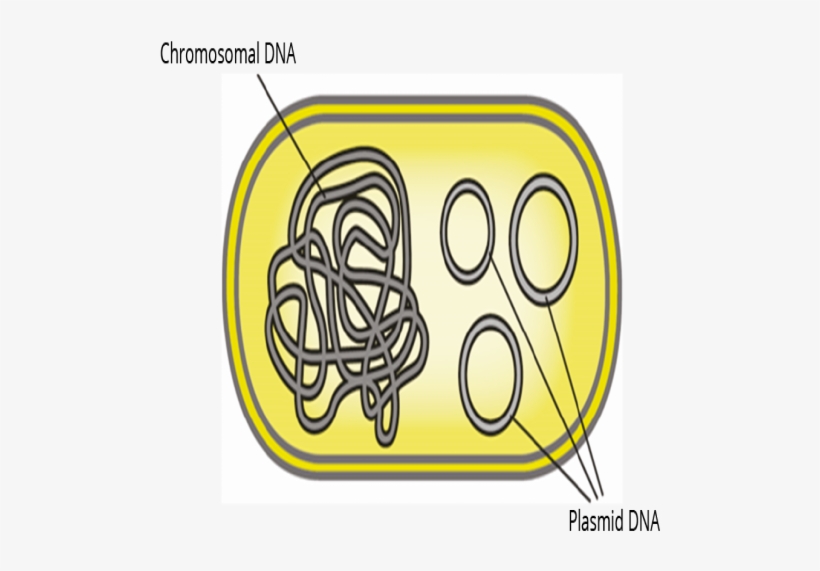 Make Bacteria Prone To Antibiotics Again - Circle, transparent png download