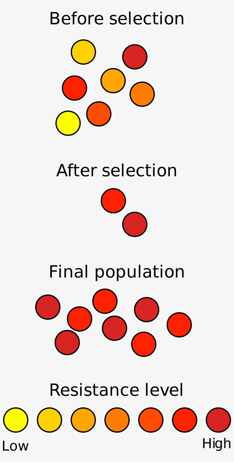 Open - Natural Selection Biology, transparent png download