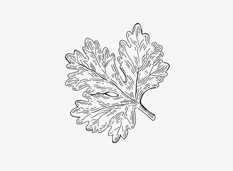 Coriander - Chamomile, transparent png download