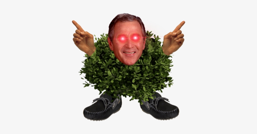 Hyperbush - Shrub, transparent png download