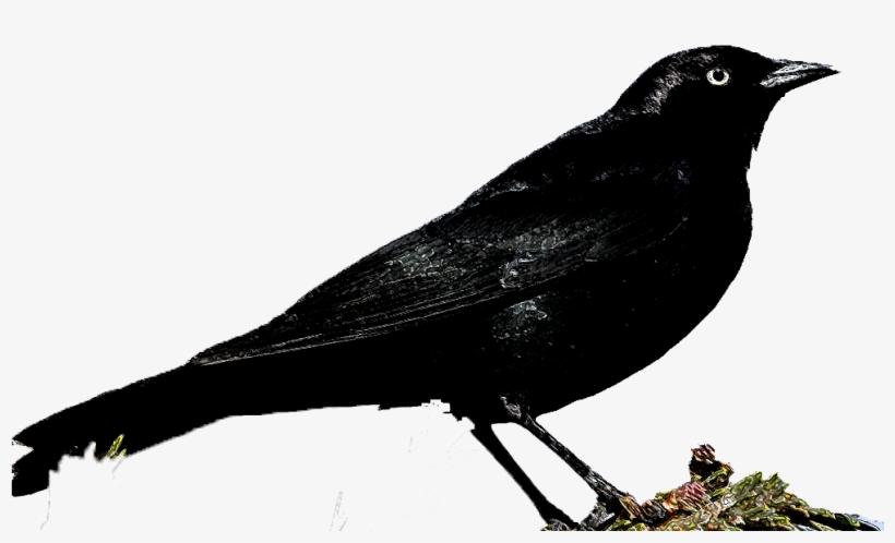 Rusty Blackbird, transparent png download
