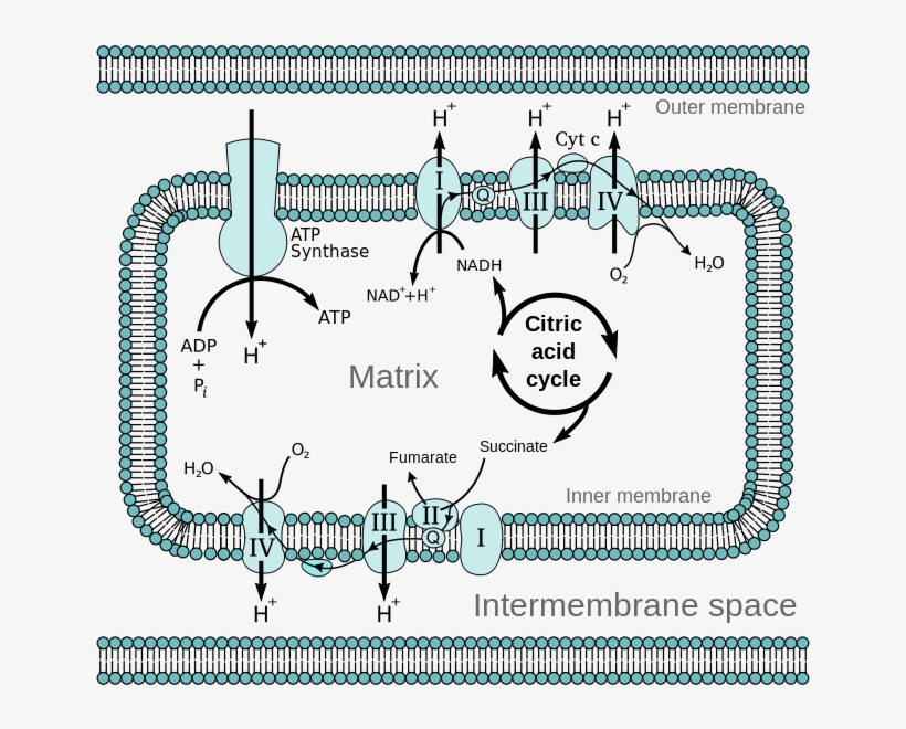 Mitochondrial Electron Transport Chain Etc4 - Electron Transport Chain Png, transparent png download