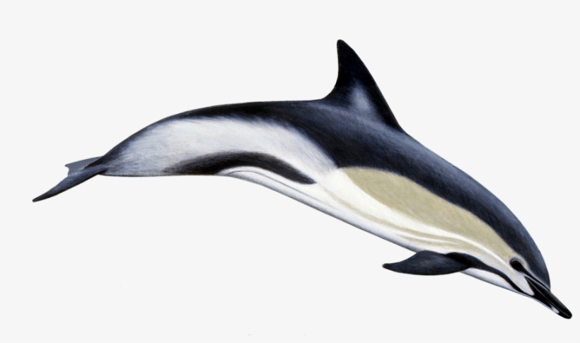 Common Dolphin, transparent png download