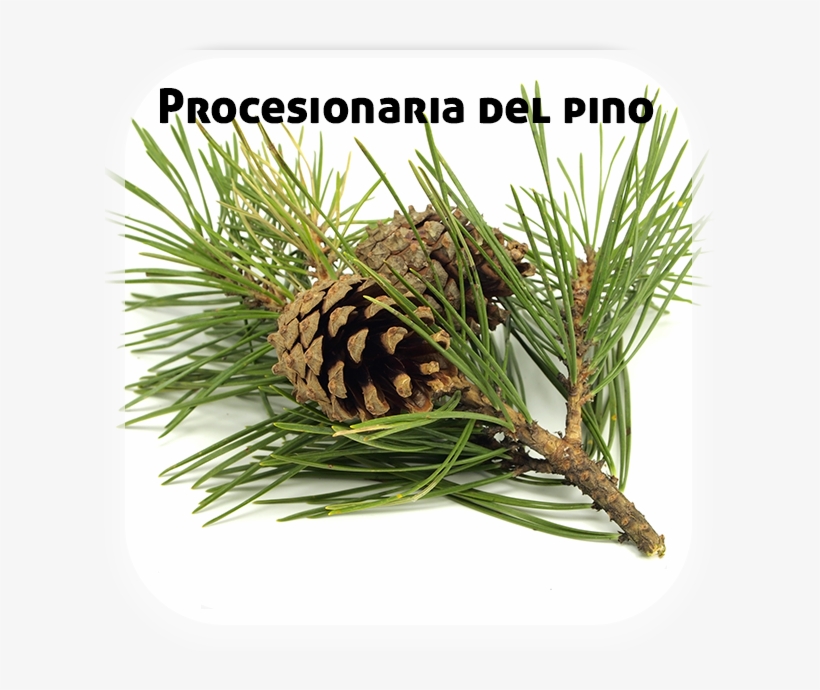 Procesionaria Pinos - Pine Branch, transparent png download