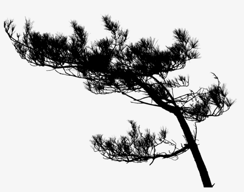 Tree-896611 960 720 - Silhouette Of Tree Branches In High Resolution, transparent png download