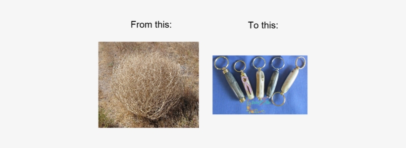 To See All Of Our Colorado Tumbleweed Products Visit - Baby Tumbleweeds By Dried Decor, transparent png download