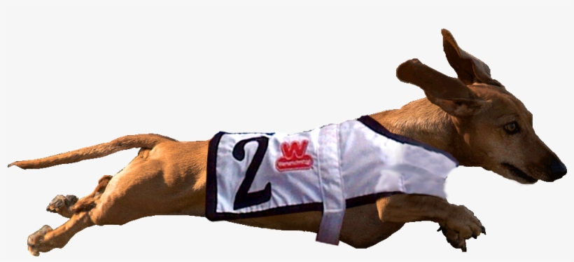 I Will Be There On Saturday - Wiener Nationals, transparent png download