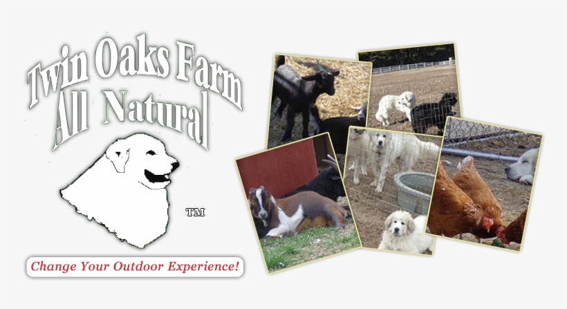 Labradoodle, transparent png download