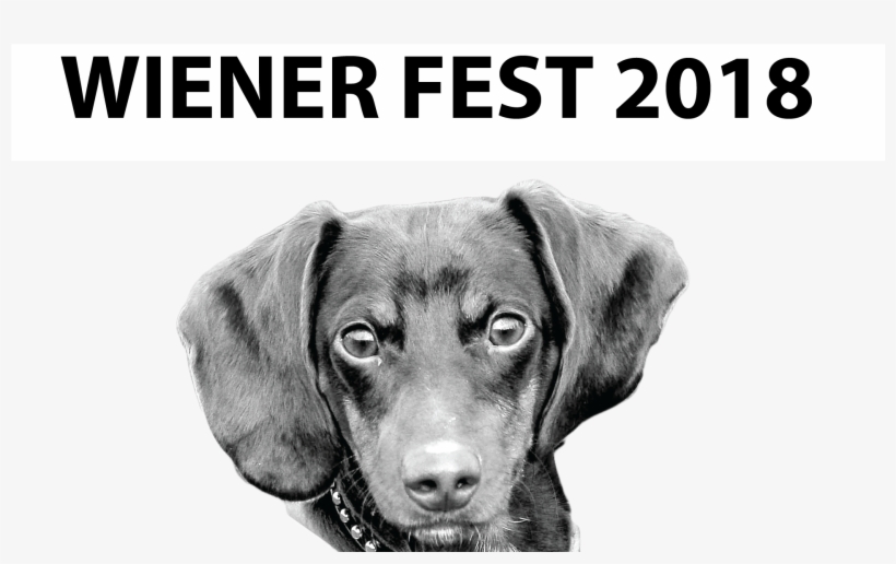 Dachshund, transparent png download